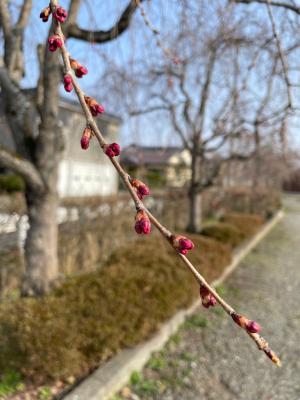 日中線しだれ桜並木