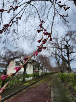 日中線しだれ桜並木つぼみ写真