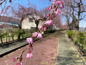 日中線しだれ桜並木　開花写真
