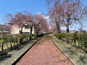 日中線しだれ桜並木　喜多方駅付近起点の様子