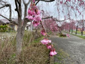日中線しだれ桜並木　SL付近　咲き始め写真