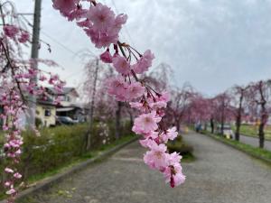 日中線しだれ桜並木