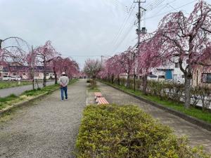 日中線しだれ桜並木