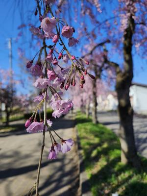 日中線しだれ桜並木
