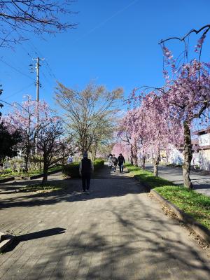 日中線しだれ桜並木