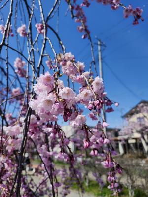日中線しだれ桜並木
