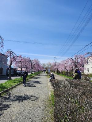 日中線しだれ桜並木