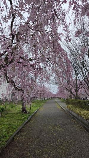 日中線しだれ桜並木