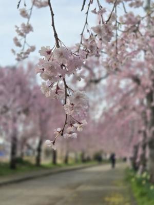 日中線しだれ桜並木　村松付近