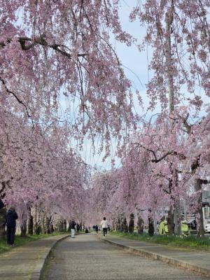 日中線しだれ桜並木　村松付近