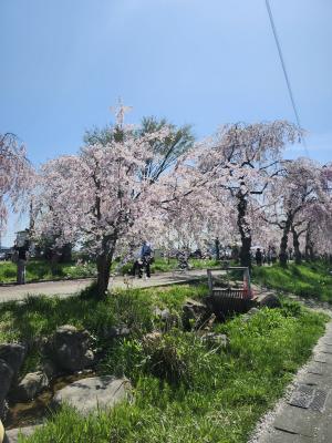 日中線しだれ桜並木　駅前付近写真