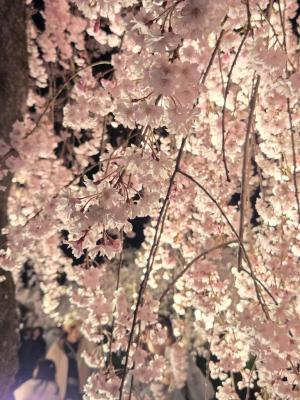 日中線しだれ桜並木　ライトアップ写真