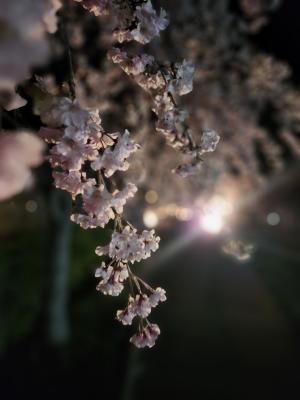 日中線しだれ桜並木　ライトアップ写真