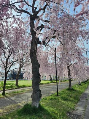 日中線しだれ桜並木