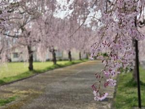 日中線しだれ桜並木　北側　満開写真
