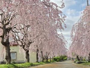 日中線しだれ桜並木　北側　満開写真