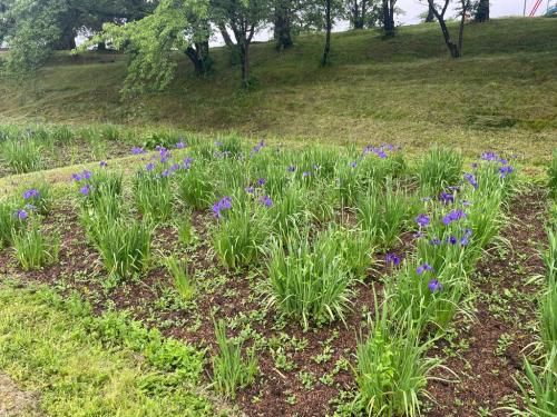 花しょうぶ