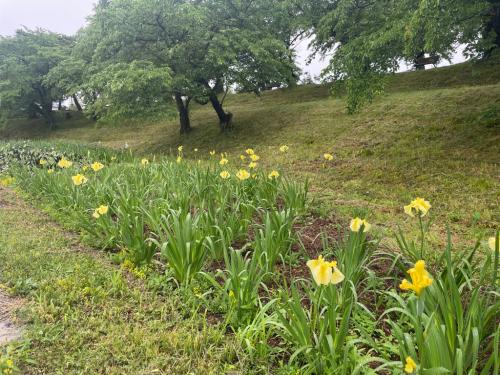 花しょうぶ