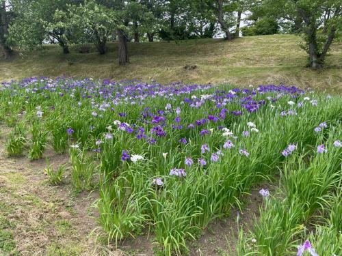花しょうぶ