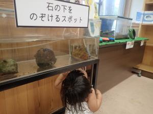 石の下をのぞける水槽展示