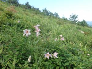 2026年6月13日の開花状況