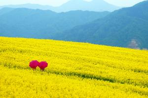 Ｈ29入選_臼井勲氏「菜の花畑のメルヘン」 