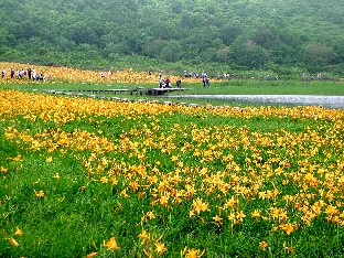 初夏の雄国沼