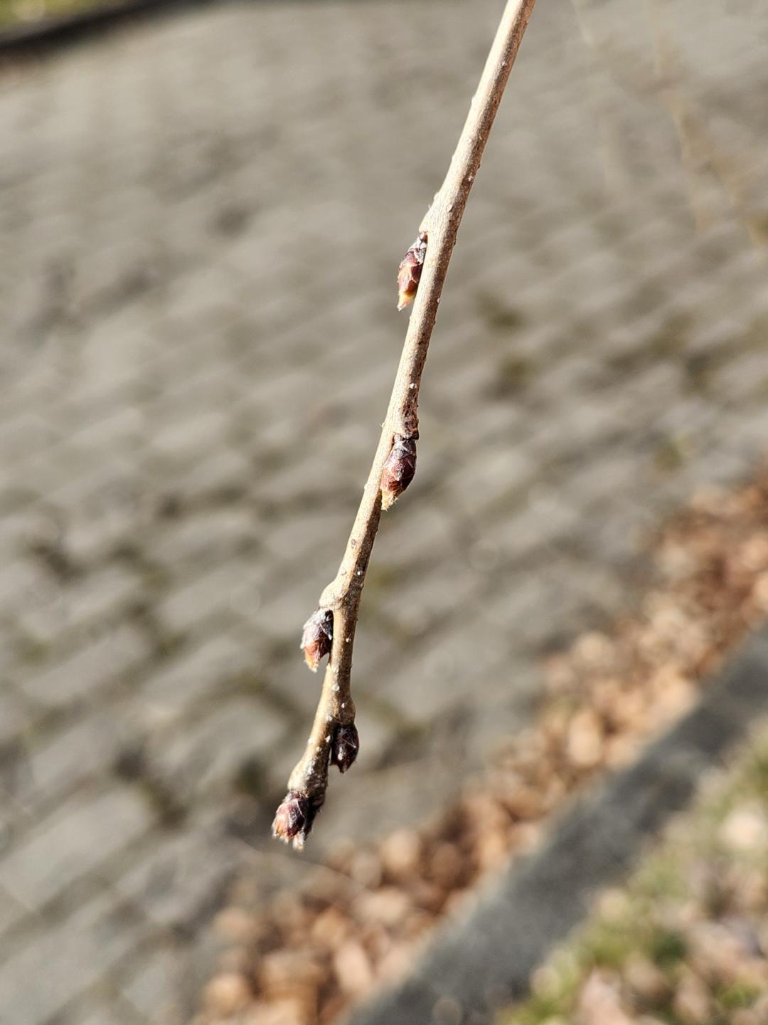 日中線しだれ桜並木の枝のズーム写真