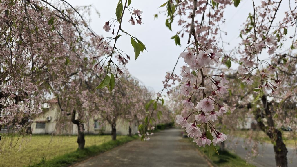 日中線しだれ桜並木