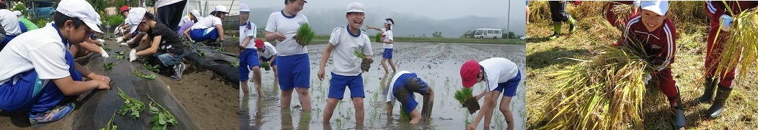喜多方市小学校農業科のタイトル画像
